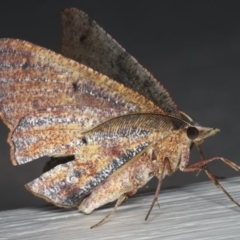 Rhinodia rostraria (Necklace Geometrid) at Ainslie, ACT - 29 Nov 2019 by jbromilow50