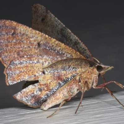 Rhinodia rostraria (Necklace Geometrid) at Ainslie, ACT - 29 Nov 2019 by jb2602