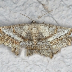 Dissomorphia australiaria (Dashed Geometrid, Ennominae) at Ainslie, ACT - 29 Nov 2019 by jb2602