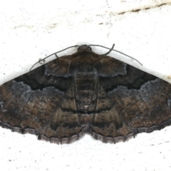 Aporoctena undescribed species (A Geometrid moth) at Ainslie, ACT - 29 Nov 2019 by jb2602