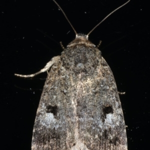 Thoracolopha verecunda at Ainslie, ACT - 29 Nov 2019