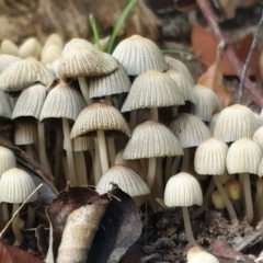 Coprinellus disseminatus (Coprinellus disseminatus) at Cook, ACT - 16 May 2020 by drakes