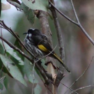 Phylidonyris novaehollandiae at Mongarlowe, NSW - 16 May 2020