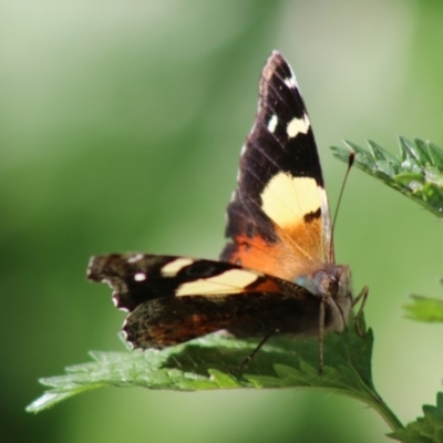 Vanessa itea (Yellow Admiral) at Hughes, ACT - 16 May 2020 by LisaH