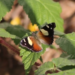 Vanessa itea at Hughes, ACT - 16 May 2020