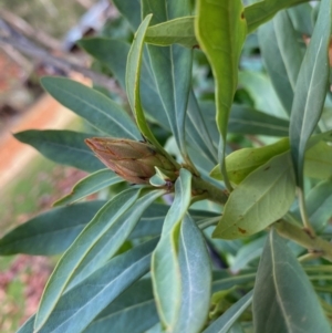 Telopea mongaensis at Mongarlowe, NSW - 16 May 2020 12:23 PM