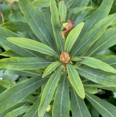 Telopea mongaensis at Mongarlowe, NSW - 16 May 2020 12:23 PM