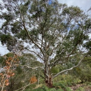 Eucalyptus elata at Mongarlowe, NSW - 16 May 2020