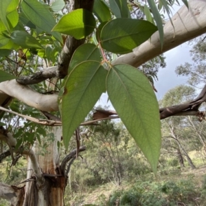 Eucalyptus elata at Mongarlowe, NSW - 16 May 2020