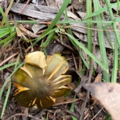 Dermocybe austroveneta (Green Skinhead) at Mongarlowe, NSW - 16 May 2020 by LisaH