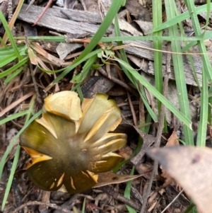 Cortinarius austrovenetus at Mongarlowe, NSW - 16 May 2020 11:53 AM