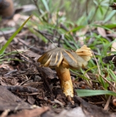 Cortinarius austrovenetus at Mongarlowe, NSW - 16 May 2020 11:53 AM