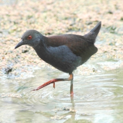 Zapornia tabuensis (Spotless Crake) at Fyshwick, ACT - 14 Jan 2006 by Harrisi