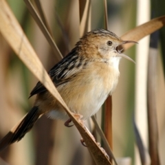 Cisticola exilis (Golden-headed Cisticola) at Jerrabomberra Wetlands - 31 May 2005 by Harrisi