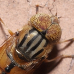 Eristalinus punctulatus (Golden Native Drone Fly) at Evatt, ACT - 13 May 2020 by TimL