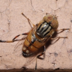 Eristalinus punctulatus at Evatt, ACT - 13 May 2020