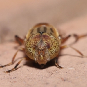 Eristalinus punctulatus at Evatt, ACT - 13 May 2020