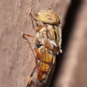 Eristalinus punctulatus at Evatt, ACT - 13 May 2020