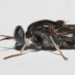 Exaireta spinigera (Garden Soldier Fly) at Evatt, ACT - 13 May 2020 by TimL