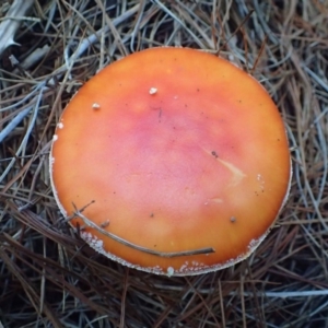 Amanita muscaria at Coree, ACT - 16 May 2020