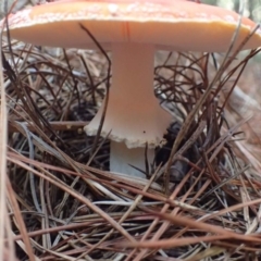 Amanita muscaria at Coree, ACT - 16 May 2020