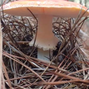 Amanita muscaria at Coree, ACT - 16 May 2020