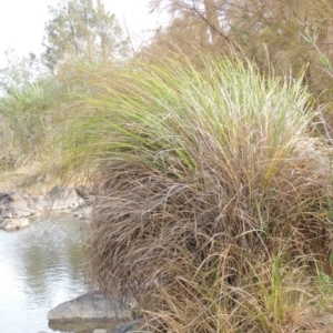 Carex polyantha at Greenway, ACT - 22 Jan 2020 06:27 PM