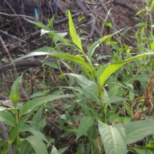 Persicaria hydropiper at Greenway, ACT - 22 Jan 2020