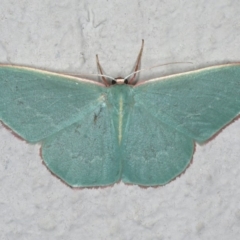 Chlorocoma dichloraria (Guenee's or Double-fringed Emerald) at Ainslie, ACT - 29 Nov 2019 by jb2602