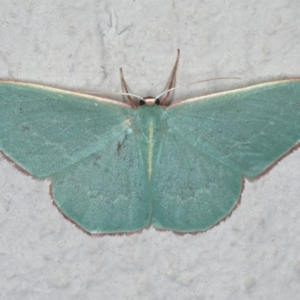 Chlorocoma dichloraria at Ainslie, ACT - 29 Nov 2019