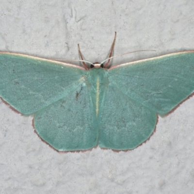 Chlorocoma dichloraria (Guenee's or Double-fringed Emerald) at Ainslie, ACT - 29 Nov 2019 by jb2602