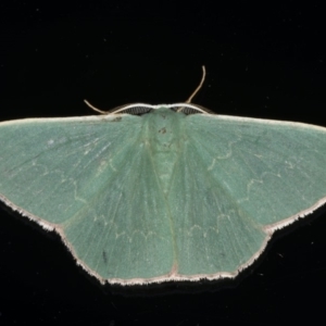 Prasinocyma semicrocea at Ainslie, ACT - 29 Nov 2019