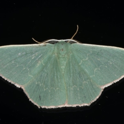 Prasinocyma semicrocea (Common Gum Emerald moth) at Ainslie, ACT - 29 Nov 2019 by jbromilow50
