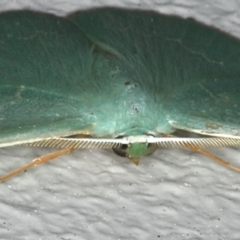 Prasinocyma semicrocea at Ainslie, ACT - 29 Nov 2019 10:17 PM