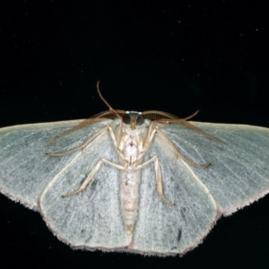 Prasinocyma semicrocea at Ainslie, ACT - 29 Nov 2019