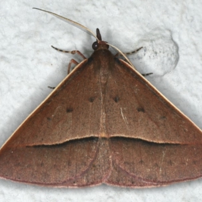 Epidesmia chilonaria (Golden-winged Epidesmia) at Ainslie, ACT - 29 Nov 2019 by jb2602