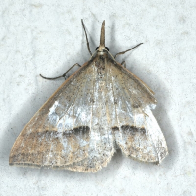 Epidesmia hypenaria (Long-nosed Epidesmia) at Ainslie, ACT - 29 Nov 2019 by jb2602