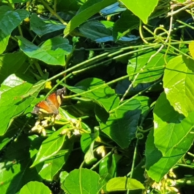 Vanessa itea (Yellow Admiral) at Mollymook Beach Bushcare - 4 May 2020 by Paul H