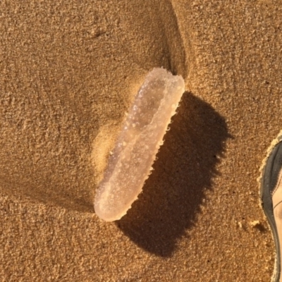 Pyrosoma atlantica at Mirador, NSW - 16 May 2020 by cbartlet