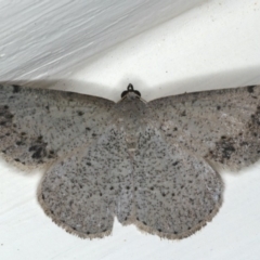 Taxeotis intextata (Looper Moth, Grey Taxeotis) at Ainslie, ACT - 29 Nov 2019 by jb2602