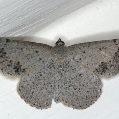 Taxeotis intextata (Looper Moth, Grey Taxeotis) at Ainslie, ACT - 29 Nov 2019 by jb2602