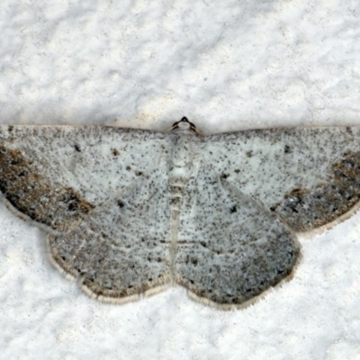 Taxeotis intextata (Looper Moth, Grey Taxeotis) at Ainslie, ACT - 29 Nov 2019 by jb2602