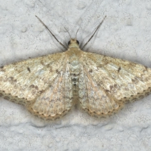 Scopula rubraria at Ainslie, ACT - 29 Nov 2019