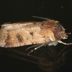 Agrotis porphyricollis at Ainslie, ACT - 29 Nov 2019