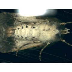 Agrotis porphyricollis at Ainslie, ACT - 29 Nov 2019