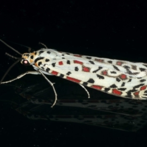 Utetheisa pulchelloides at Ainslie, ACT - 29 Nov 2019