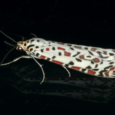 Utetheisa pulchelloides (Heliotrope Moth) at Ainslie, ACT - 29 Nov 2019 by jbromilow50
