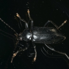 Metistete pimeloides (Comb-clawed beetle) at Ainslie, ACT - 29 Nov 2019 by jb2602