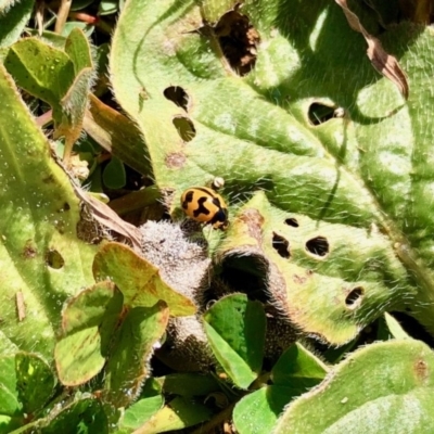 Coccinella transversalis (Transverse Ladybird) at Dunlop, ACT - 17 May 2020 by KMcCue