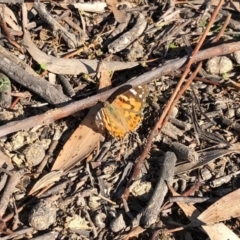 Vanessa kershawi (Australian Painted Lady) at Dunlop, ACT - 17 May 2020 by KMcCue
